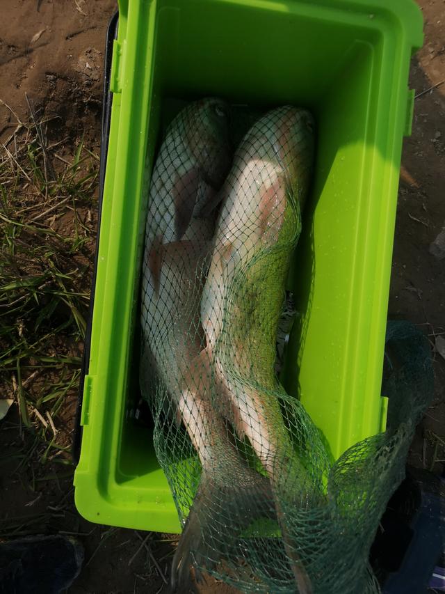 初夏野钓鲢鳙攻略，流水深水都可钓（超长文详解）