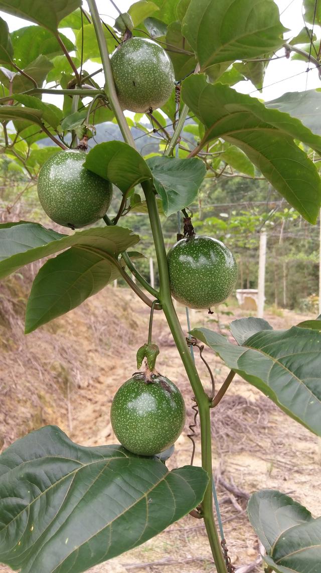 浅谈百香果开花不结果的原因之——授粉