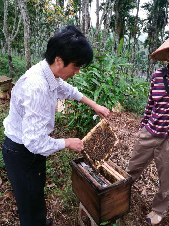 海南省蜂业学会琼中中华蜜蜂健康高效养殖技术培训班成功举办