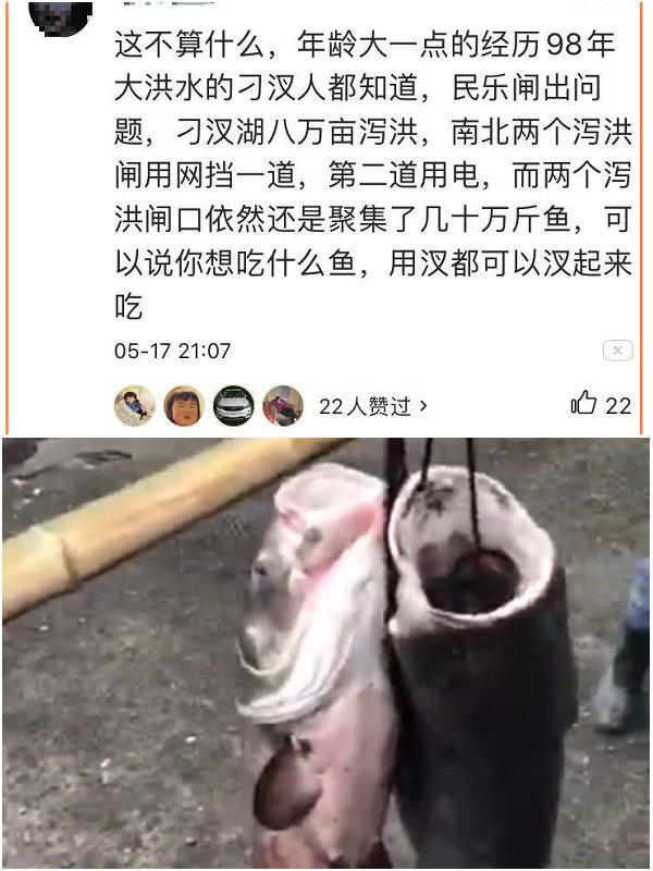 孝感一沼泽地黑鱼泛滥如潮，几千条聚集一小河，可能游入汉水