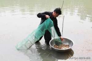 下塘龙虾养殖(虾苗下塘前消了毒还是死？做好这一步，小龙虾成活率大大提升)