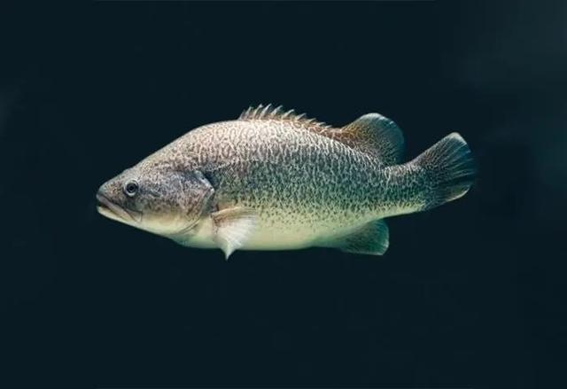 墨瑞鳕人工养殖技术，及其生物学特性