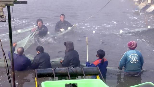 南鱼北养！天镇县这家热带鱼养殖基地年产成鱼100万斤