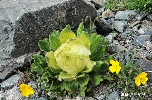 国家Ⅱ级保护濒危珍稀植物：天山雪莲频临灭绝