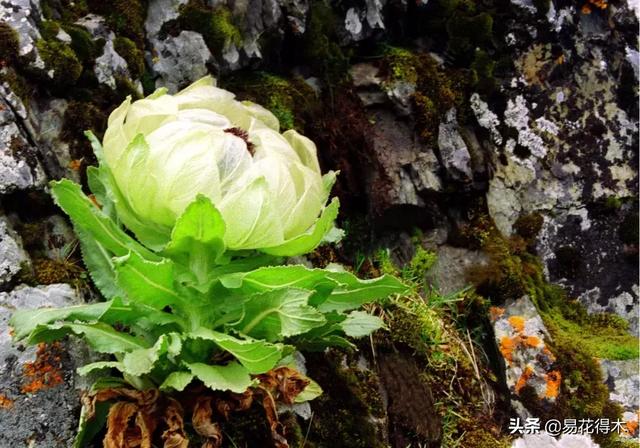 国家Ⅱ级保护濒危珍稀植物：天山雪莲频临灭绝