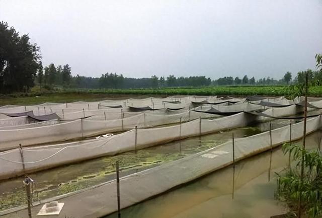 水蛭的生活习性，及其在静水池塘中运用网箱养殖的技术要点