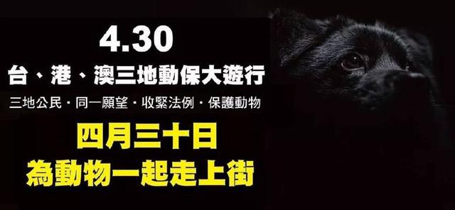 亚洲唯一合法赌狗场开放领养，600多只格力犬天天都是领养日！