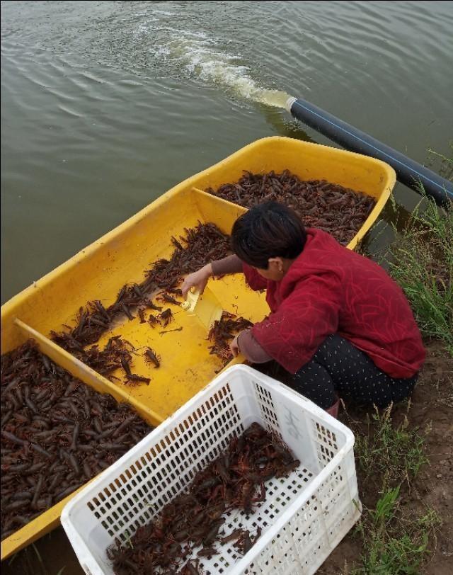 小龙虾养殖过程中，稻虾田是种植水稻好还是水草好？