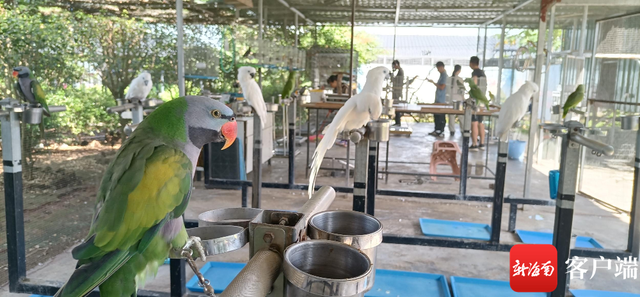 海口秀英区引入鹦鹉繁育驯养基地 助力旅游发展和乡村振兴