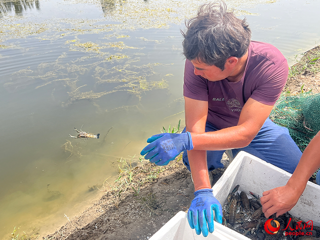 沿着河湖看新疆丨大漠荒滩育“澳龙”——探秘麦盖提澳龙养殖基地