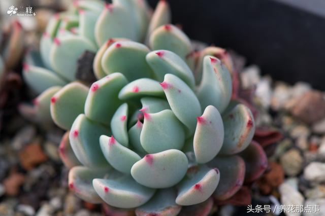 多肉植物安全度夏的秘诀在这  附多肉大棚拍的大量高清图片