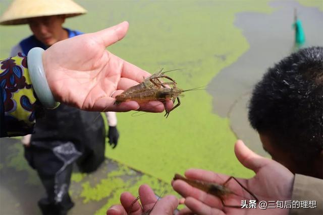 好水养好虾，从零开始的青虾养殖指南，实现高产高质的养殖环境