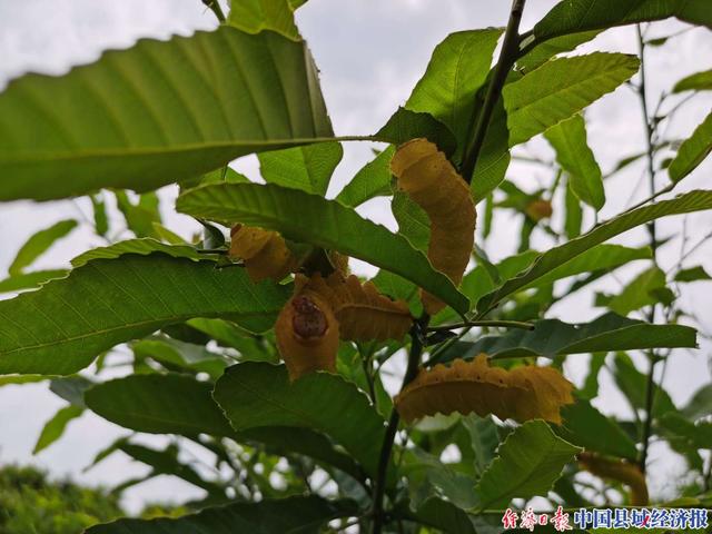 河南鲁山张沟村：打造传统柞蚕丝绸综合性产业基地