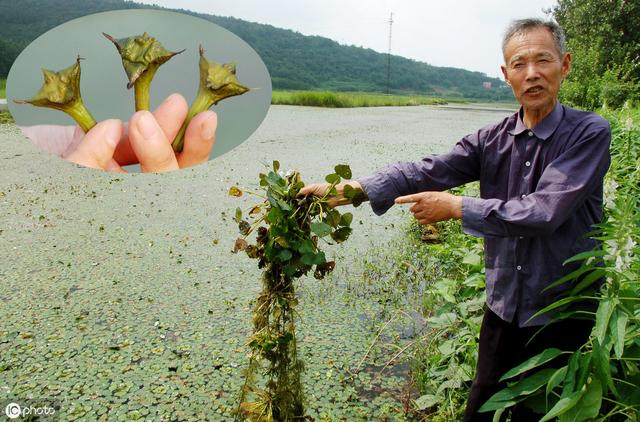 菱角的种植技术是丰产的关键，老农教你种植经验