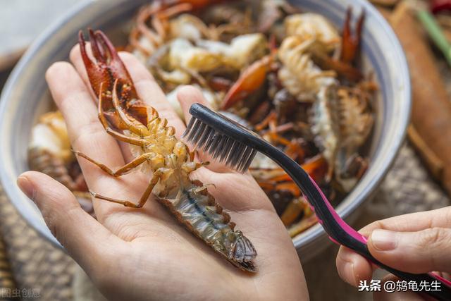 小龙虾生活在臭水沟，有细菌微生物？传言虽不实，但并非毫无根据