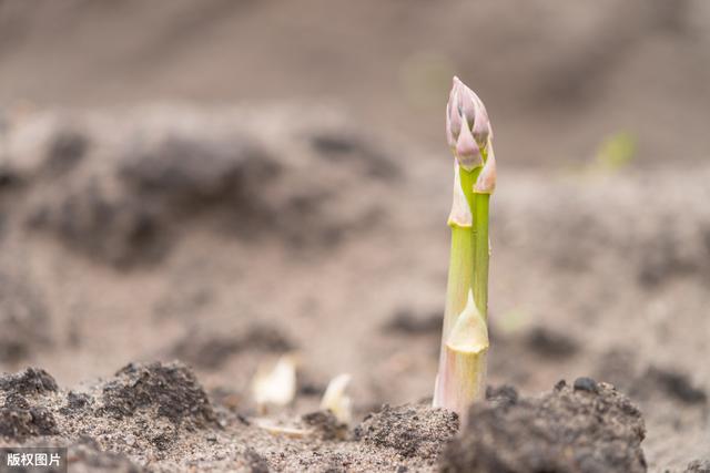 芦笋标准化栽培技术，其实不难，但这几点你要了解清楚