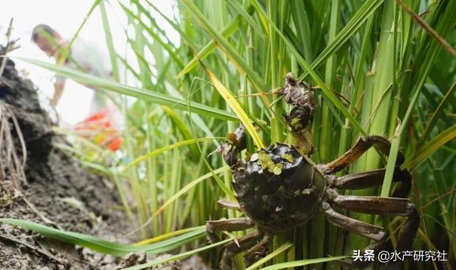 为您详解河蟹养殖中EM菌、光合细菌等微生物制剂的应用