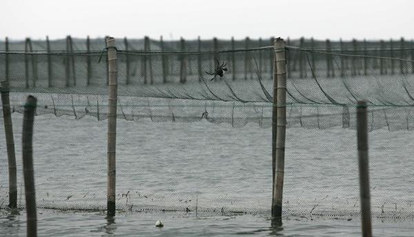 苏州相城回应“叫停阳澄西湖水面养殖租赁”：合同到期终止