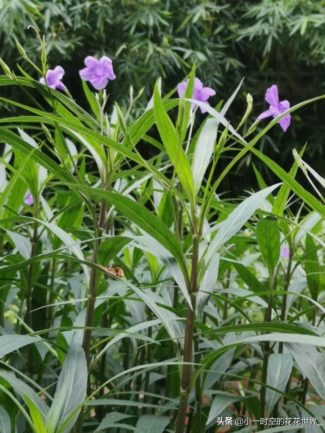 花花世界：花草的魅力之“狭叶翠芦莉”