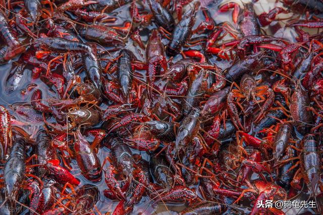 小龙虾生活在臭水沟，有细菌微生物？传言虽不实，但并非毫无根据