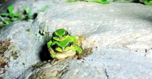 围观！佛坪发现“秦岭雨蛙”罕见交配的精彩瞬间