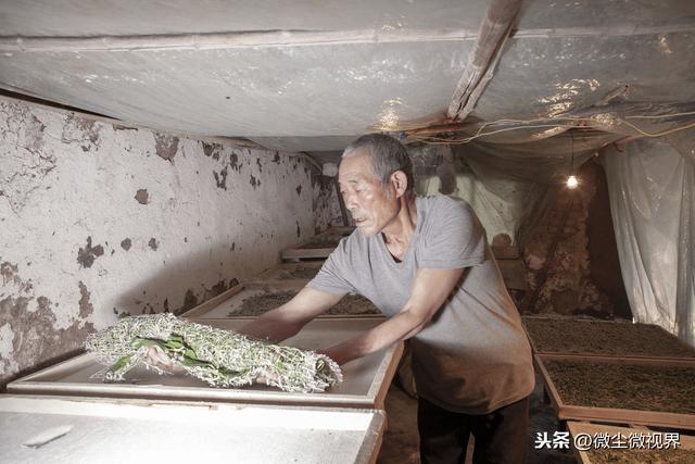 阴雨天管理不当可诱发多种蚕病，7个要点养殖户需要掌握