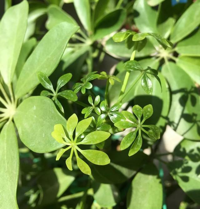 将鸭脚木养得油亮翠绿，仅需记住每个季节的养护“关键词”就行