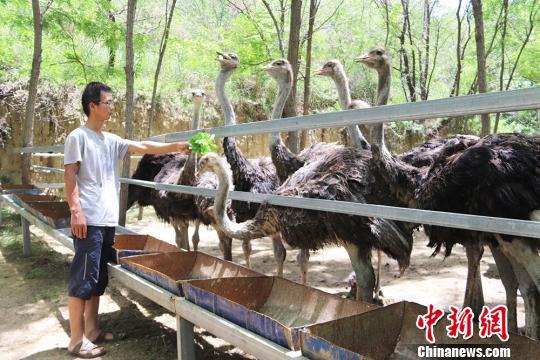 甘肃黄土塬小伙林下养鸵鸟 带领村民致富