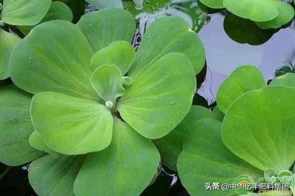 水芙蓉怎么养才好？