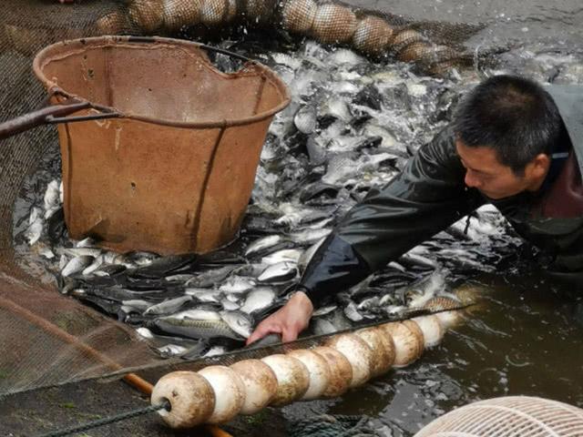 一年能长两三斤，常被人冒充土鲫鱼，如今菜场很常见