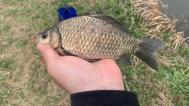 流水钓鲫鱼攻略分享，细节留意要点掌握，大板鲫接连入护