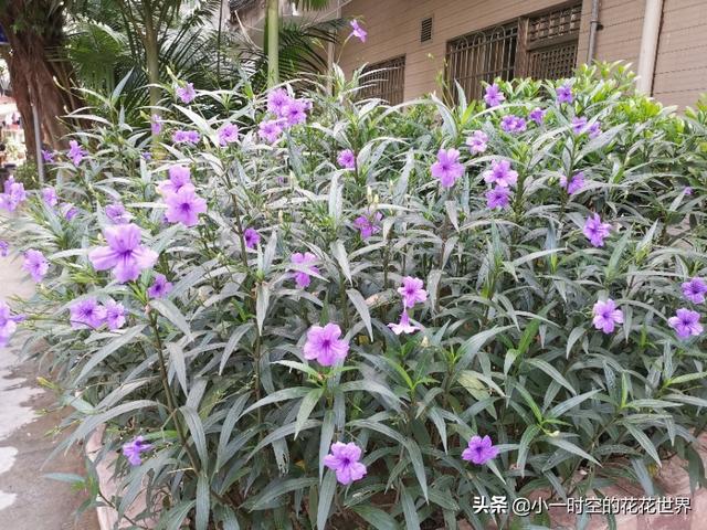 花花世界：花草的魅力之“狭叶翠芦莉”