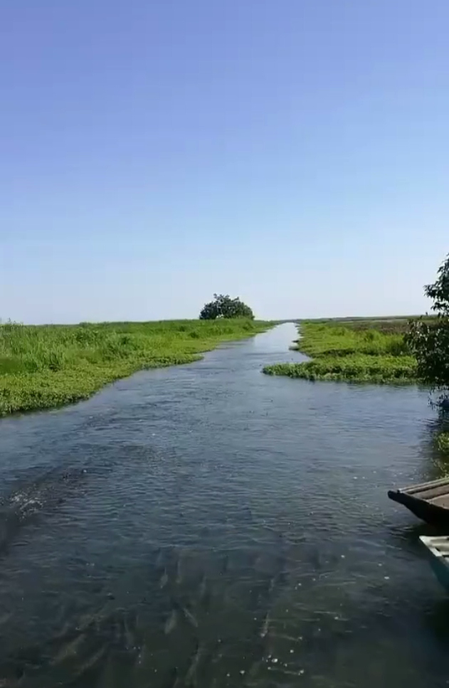 孝感一沼泽地黑鱼泛滥如潮，几千条聚集一小河，可能游入汉水