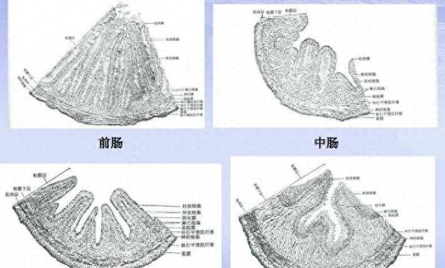 南极磷虾粉助力锦鲤养殖：血清生化指标和菌群变化大揭秘！