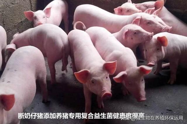 南宁市金陵镇这个猪场采用微生物技术低成本处理污水效果满意