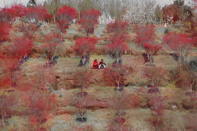 桃花梨花进入盛花期 四川自贡七大赏花景点盘点