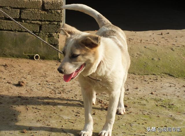 土狗的生活习性！养狗的请收藏好