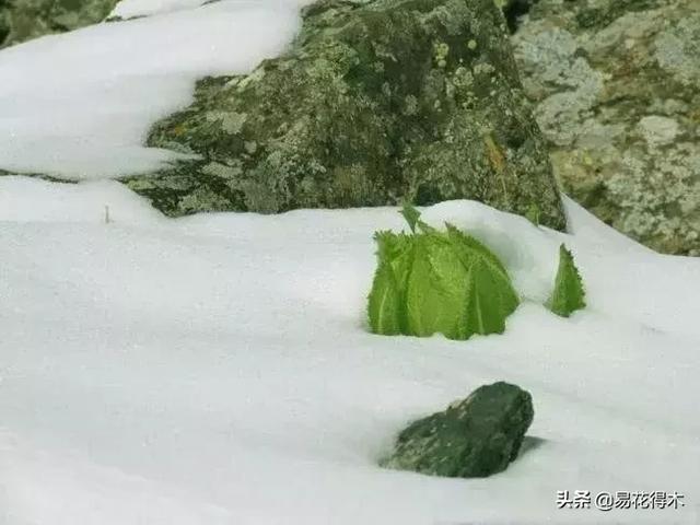 国家Ⅱ级保护濒危珍稀植物：天山雪莲频临灭绝