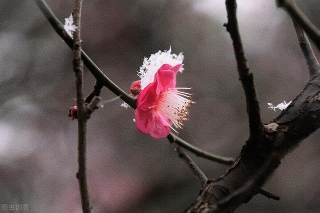 “不经苦寒花难开”的品种，下雪也别搬进屋，冻冻更娇艳