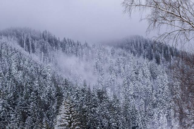 松鼠的口粮，高大的乔木，冰天雪地里的鲜活生命：红松