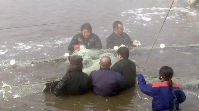 南鱼北养！天镇县这家热带鱼养殖基地年产成鱼100万斤