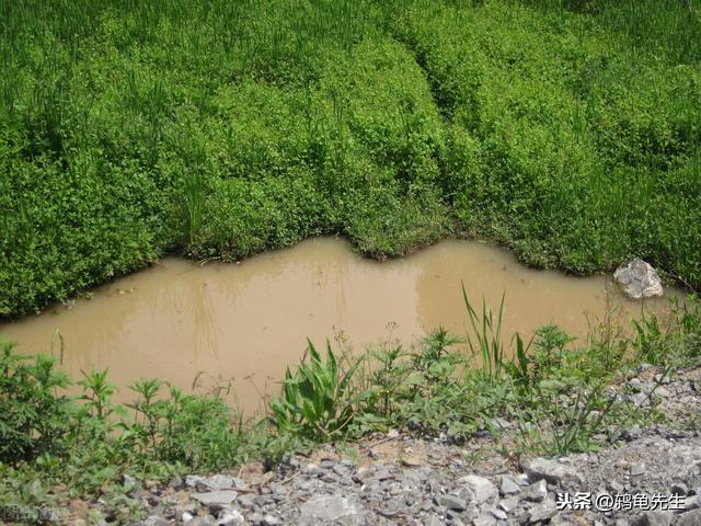 小龙虾生活在臭水沟，有细菌微生物？传言虽不实，但并非毫无根据