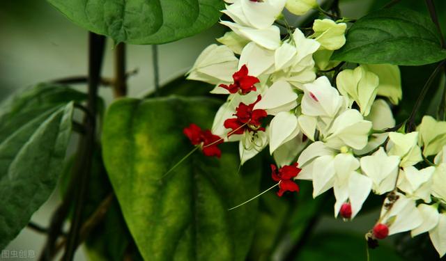 盆栽龙吐珠怎么养？做好这些事情，枝繁叶茂花鲜艳漂亮