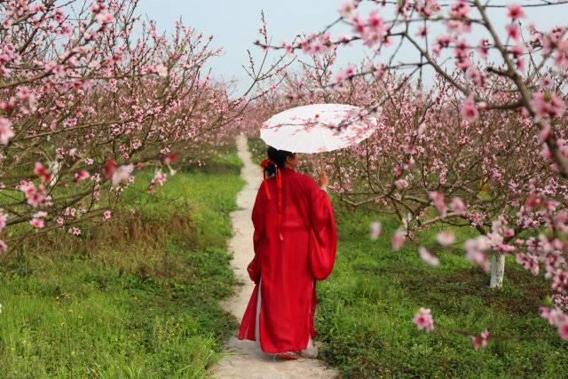 桃花梨花进入盛花期 四川自贡七大赏花景点盘点