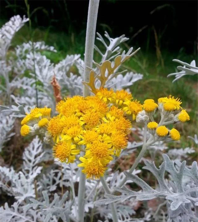 这花叶子有特色，落满冰霜似冬天，家里养一株清热降温就够了