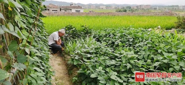 火了！广西一村民花10万元建“空中田园”，在屋顶种稻养鱼