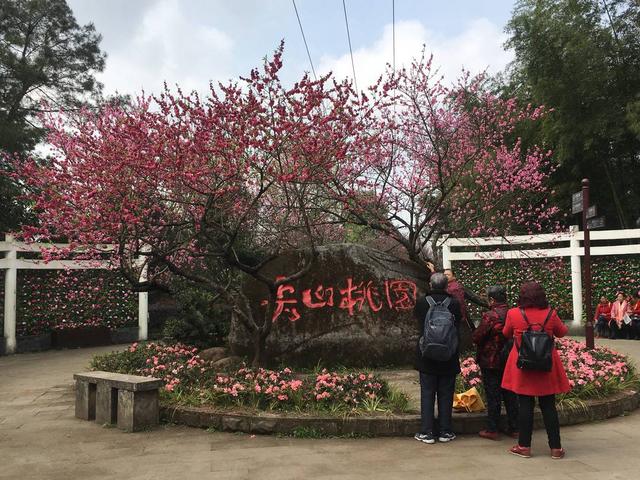 桃花梨花进入盛花期 四川自贡七大赏花景点盘点