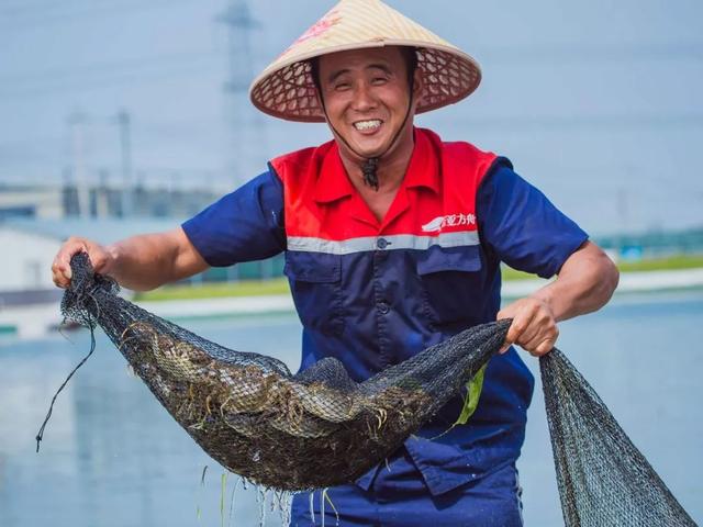 蟹黄绵密油润，蟹膏红亮丰腴！这只大闸蟹，一口之后百味淡