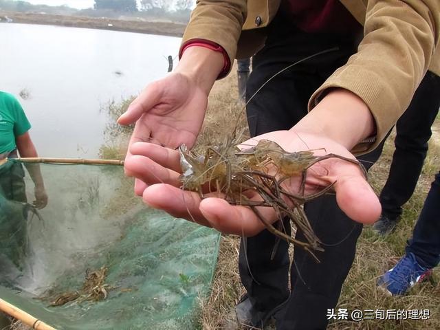 好水养好虾，从零开始的青虾养殖指南，实现高产高质的养殖环境