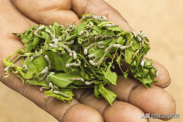 阴雨天管理不当可诱发多种蚕病，7个要点养殖户需要掌握